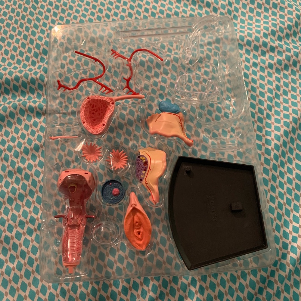 Human Anatomy Reproductive System Model - Picture 4 of 4